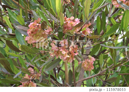 ハウチワノキ 115978033