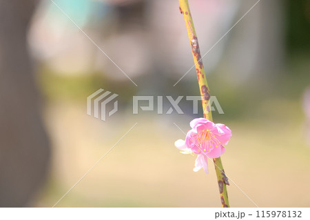 [愛知県]名古屋市農業センターの梅の花 115978132