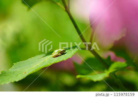 アジサイの花とカエル 115978159