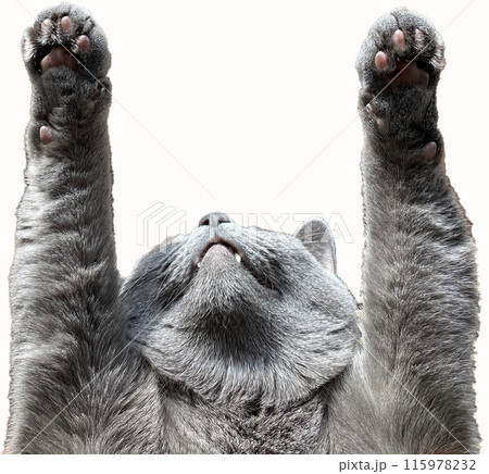 万歳ネコ 115978232