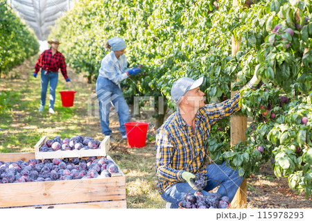 Team of farm workers harvesting organic plums 115978293
