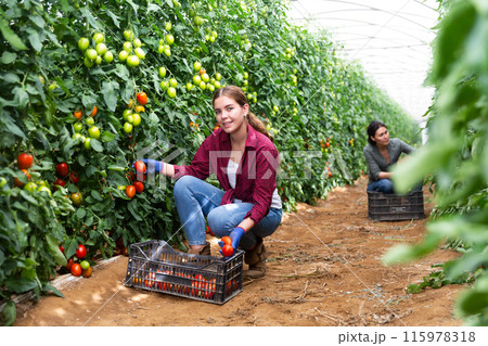 Women harvesting tomatoes 115978318