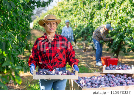 Elderly female farmer carrying box of harvested plums in garden 115978327