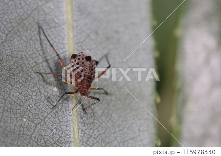 生き物　昆虫　ヤナギコブオオアブラムシ、成虫です。黒い水玉と三個の突起、体長は五ミリ程でヤナギに寄生 115978330