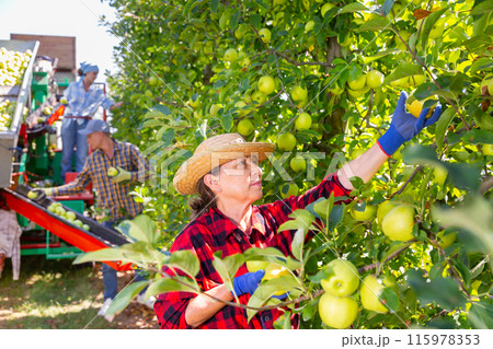 Elderly woman farmer during harvesting of apples Elderly woman farmer during harvesting of apples 115978353