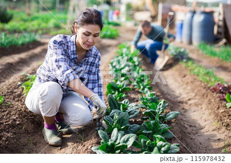 Woman weeds spinach on farm field Woman weeds spinach on farm field 115978432