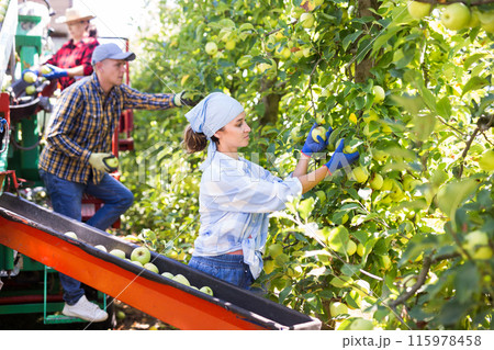 Female owner of orchard gathering ripe apples with harvesting machine Female owner of orchard gathering ripe apples with harvesting machine 115978458
