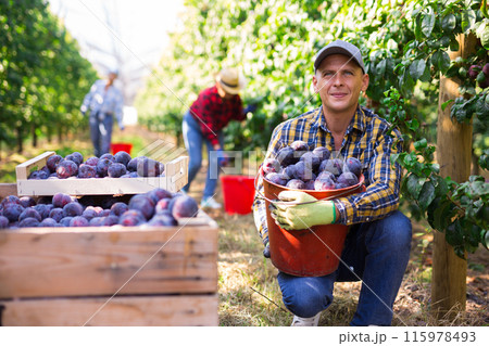 Successful farmer holding bucket with freshly picked plums in orchard 115978493