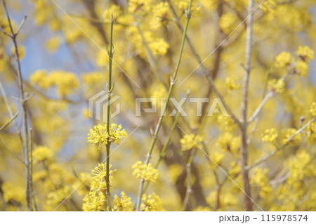 サンシュユ サンシュユ 115978574