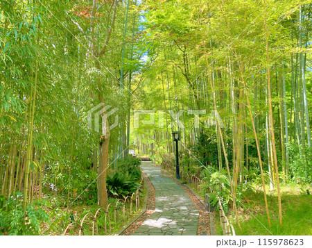 [静岡県]伊豆市修善寺の竹林の小径 115978623