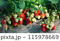 Ripening strawberry bunches hang from the side of a wooden bed in the garden 115978669