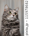 Portrait Cute gray cat with green eyes 115978682