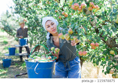 Asian female gathering harvest of pears at orchard Asian female gathering harvest of pears at orchard 115978875