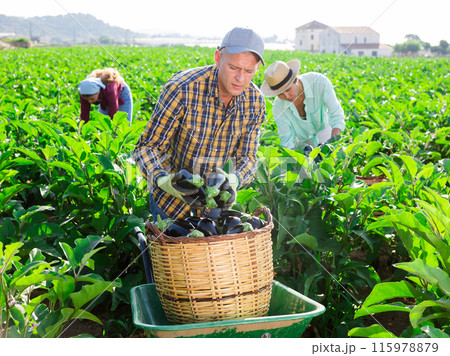 Three workers harvesting eggplants 115978879