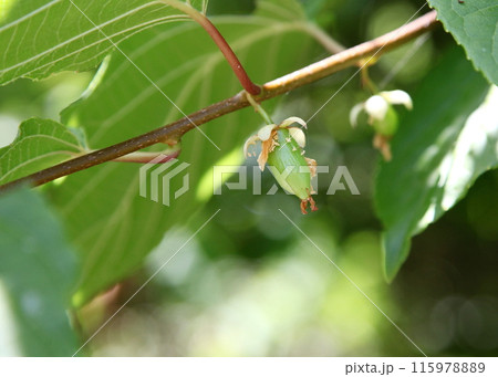 生長中のマタタビの若い実 115978889