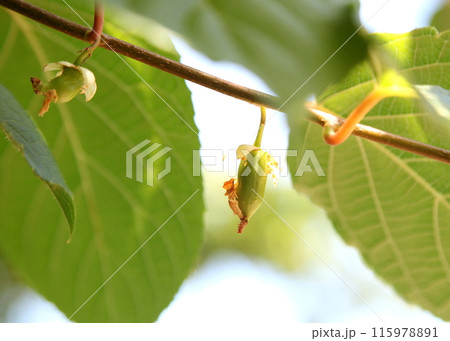 生長中のマタタビの若い実 115978891