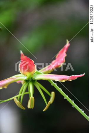 開花したグロリオサ 南国の赤い花 雨のグロサリア 開花したグロリオサ 南国の赤い花 雨のグロサリア 115979028
