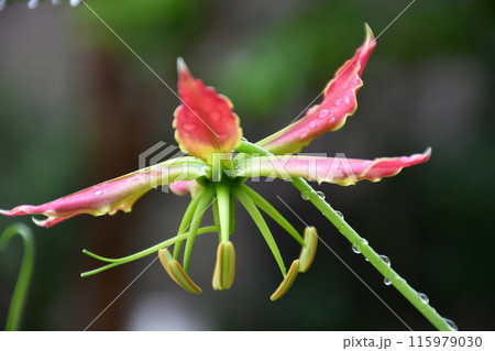 開花したグロリオサ　南国の赤い花　雨のグロサリア 115979030