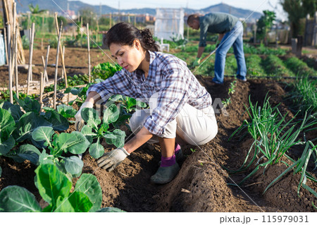 Woman caring for plants in garden with another worker in background Woman caring for plants in garden with another worker in background 115979031