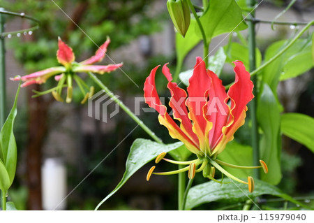開花したグロリオサ 南国の赤い花 雨のグロサリア 開花したグロリオサ 南国の赤い花 雨のグロサリア 115979040