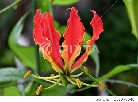 開花したグロリオサ 南国の赤い花 雨のグロサリア 開花したグロリオサ 南国の赤い花 雨のグロサリア 115979049