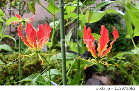 開花したグロリオサ 南国の赤い花 雨のグロサリア 開花したグロリオサ 南国の赤い花 雨のグロサリア 115979062