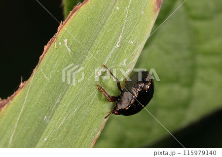 生き物 昆虫 タデマルカメムシ、大きさは三~四ミリ。分厚い体でお尻の方に薄黄色の狭い縁取り 生き物 昆虫 タデマルカメムシ、大きさは三~四ミリ。分厚い体でお尻の方に薄黄色の狭い縁取り 115979140