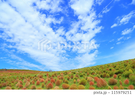 コキア紅葉・見晴らしの丘 コキア紅葉・見晴らしの丘 115979251