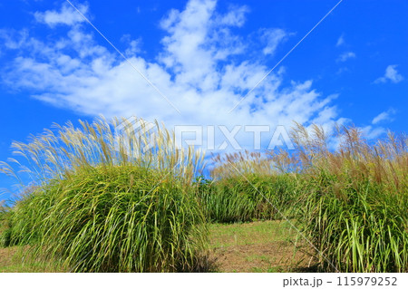 ススキの山・ひたち海浜公園 ススキの山・ひたち海浜公園 115979252