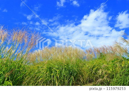 ススキと雲 115979253