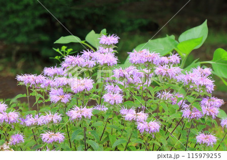 矢車薄荷(ヤグルマハッカ) or  モナルダ 矢車薄荷(ヤグルマハッカ) or  モナルダ 115979255