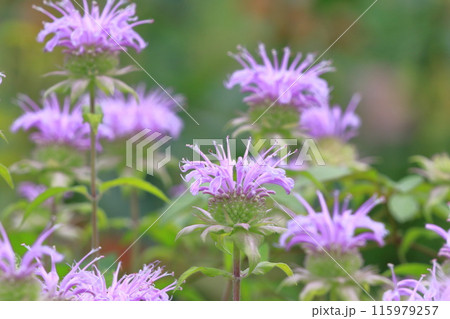 矢車薄荷（ヤグルマハッカ） or  モナルダ 115979257