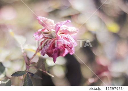 枯れた薔薇の花 枯れた薔薇の花 115979284