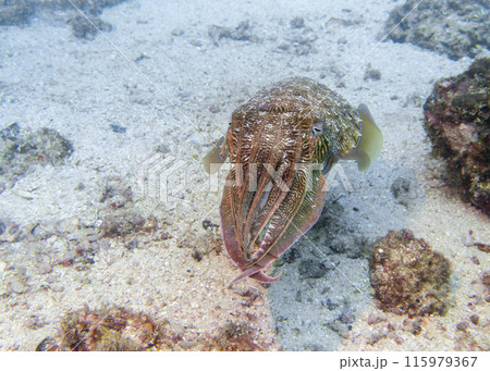 A cuttlefish disguises itself among the brown thickets at the bottom of the Gulf of Oman 115979367