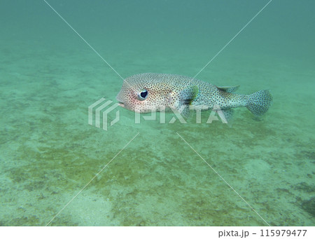 The spot-fin porcupinefish (Diodon hystrix) fish on a coral reef at the bottom of the Gulf of Oman 115979477