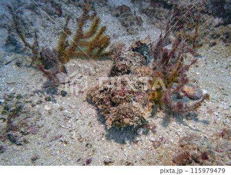 Poisonous scorpion fish among soft corals at the bottom of the Gulf of Oman Poisonous scorpion fish among soft corals at the bottom of the Gulf of Oman 115979479
