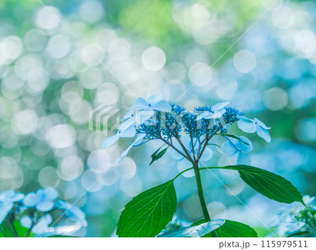 木漏れ日とアジサイ 115979511