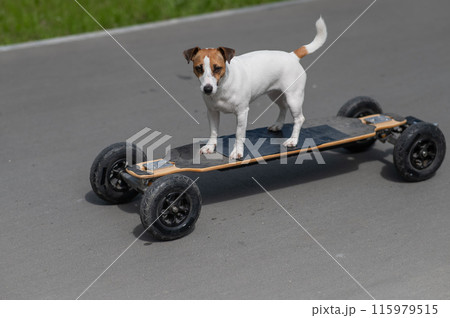 A Jack Russell Terrier dog rides an electric longboard.  115979515