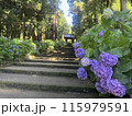 紫陽花 115979591