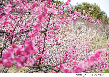 春の訪れを告げる満開の紅梅と白梅の花 春の訪れを告げる満開の紅梅と白梅の花 115979640