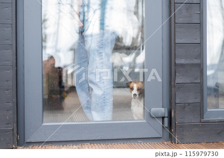 The dog stands at the patio window and asks to go outside. The dog stands at the patio window and asks to go outside. 115979730
