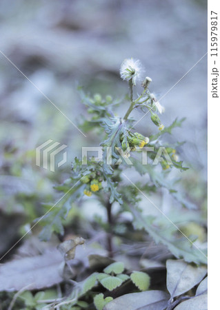 ノボロギクの花と綿毛 115979817