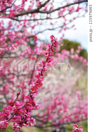 春の訪れを告げる満開の紅梅と白梅の花 115979865