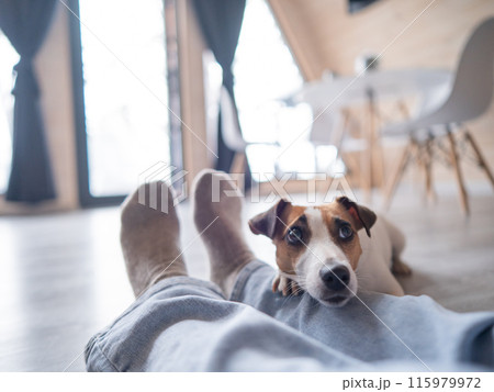 A Jack Russell Terrier dog lies on the feet of its owner in a country house near the patio window.  115979972