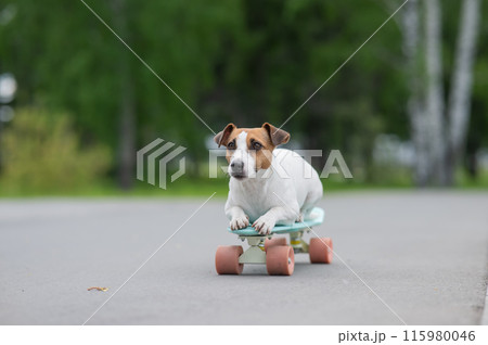 Jack Russell Terrier dog rides a penny board in the park.  Jack Russell Terrier dog rides a penny board in the park.  115980046