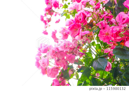 初夏の日差しを浴びる満開のピンクローズ 115980132