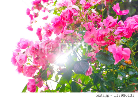初夏の日差しを浴びる満開のピンクローズ 115980133