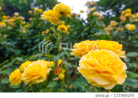夏のローズガーデン、満開のイエローローズ 115980205