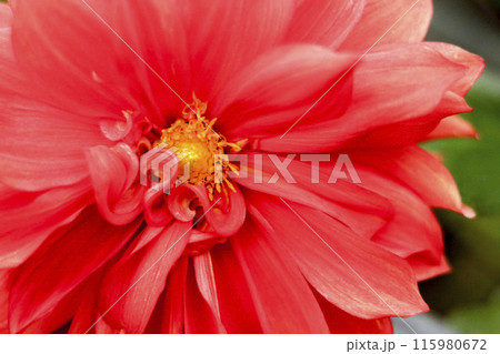 赤いダリアの花 赤いダリアの花 115980672