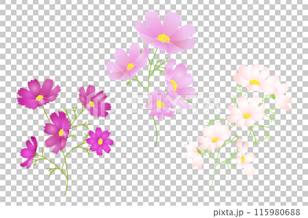 白、ピンク、濃いピンク。3色のコスモスのイラスト 115980688